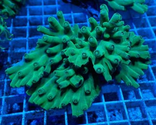 ライブロック ミックスザイズ を買うならアクアスタイルユー 海水魚