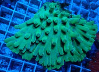 No.13 ナガレハナサンゴ ゴールド 【人気No.1】を買うならアクア