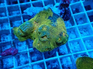 No.56 ナガレハナサンゴ 茎グリーンを買うならアクアスタイルユー 大阪