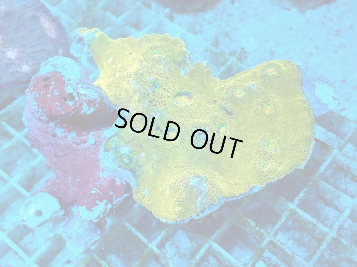 画像1: No.5 キッカサンゴ　ゴールド (1)