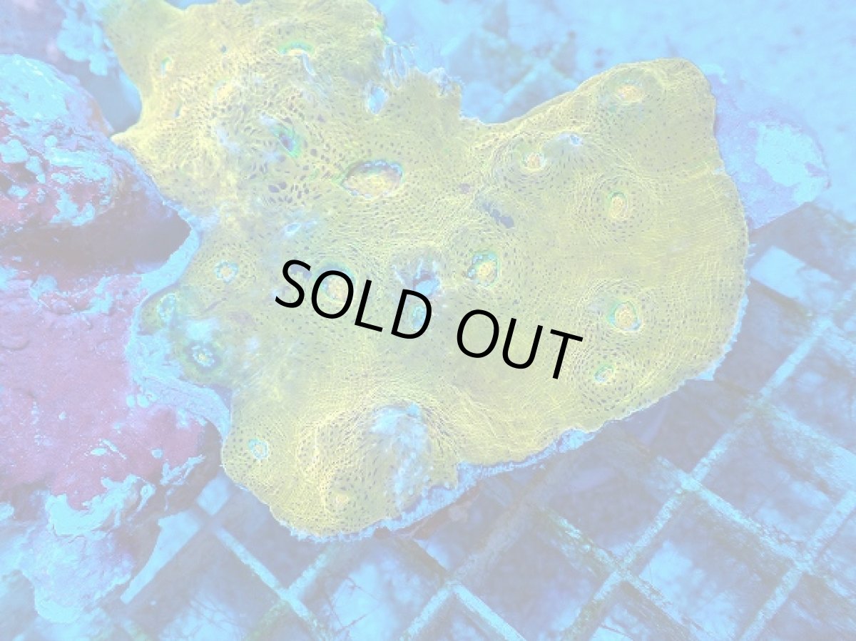 画像2: No.5 キッカサンゴ　ゴールド (2)