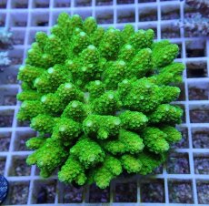 画像1: No.1 サンカクミドリイシ (1)