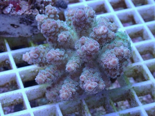 コエダミドリイシ　トゲミドリイシ　エダコモン　キャピタタコモン　4種　サンゴ コエダミドリイシ トゲミドリイシ エダコモン キャピタタコモン