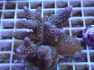 SPS 7種類 サンゴ SPS 7種類 サンゴ オージーSPS｜ウェブ通販｜アクアリウム工房