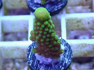 ほら貝 ピンクガイ サンゴセット ホラガイ ピンクガイ サンゴセット