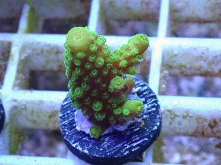 SPS 7種類 サンゴ SPS 7種類 サンゴ オージーSPS｜ウェブ通販｜アクアリウム工房