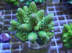 画像1: No.47 フィジー産 ツツユビミドリイシ (1)