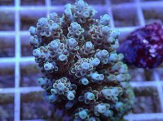 画像2: No.50 フィジー産 クシハダミドリイシ (2)