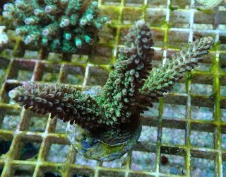 No.1 ナガレハナサンゴ メタリックグリーン茎オレンジを買うなら