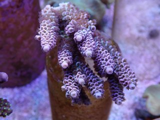 オオバナサンゴ　グリーンマルチ No.53 フィジー産 オオバナサンゴ グリーンマルチを買うなら