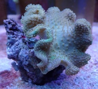 No.86 深場ミドリイシを買うならアクアスタイルユー 大阪の