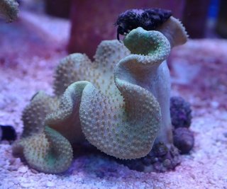 バイタルウェーブ2 バイオレット 1つ を買うならアクアスタイルユー