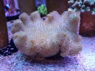 ミドリイシさん、 250円ミドリイシ◇5年 | ミスズの水槽観察日記