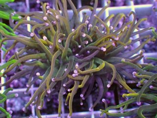 フラワーコーラルを買うならアクアスタイルユー｜大阪からサンゴ