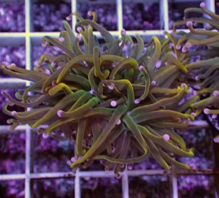 フラワーコーラルグリーン フラワーコーラル 蛍光グリーン ツツマルハナサンゴ | 小型海水