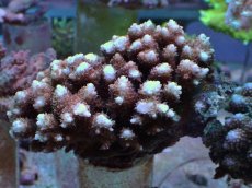 画像1: No.193 浅場ミドリイシ (1)