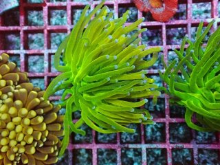 フラワーコーラルグリーン フラワーコーラルを買うならアクアスタイルユー｜大阪からサンゴ