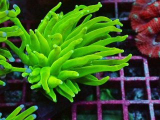 フラワーコーラルグリーン フラワーコーラルを買うならアクアスタイルユー｜大阪からサンゴ