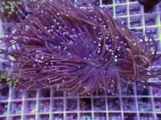 画像1: No.15 ゴールドトーチ　24K (1)