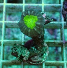画像1: No.9 フィジー産　ネジレタバネサンゴ ツートン (1)