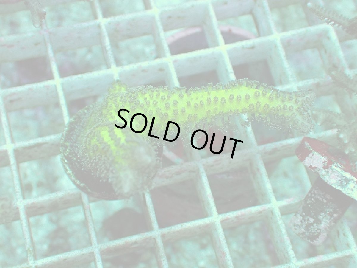 画像1: No.1 トゲサンゴ　グリーン (1)