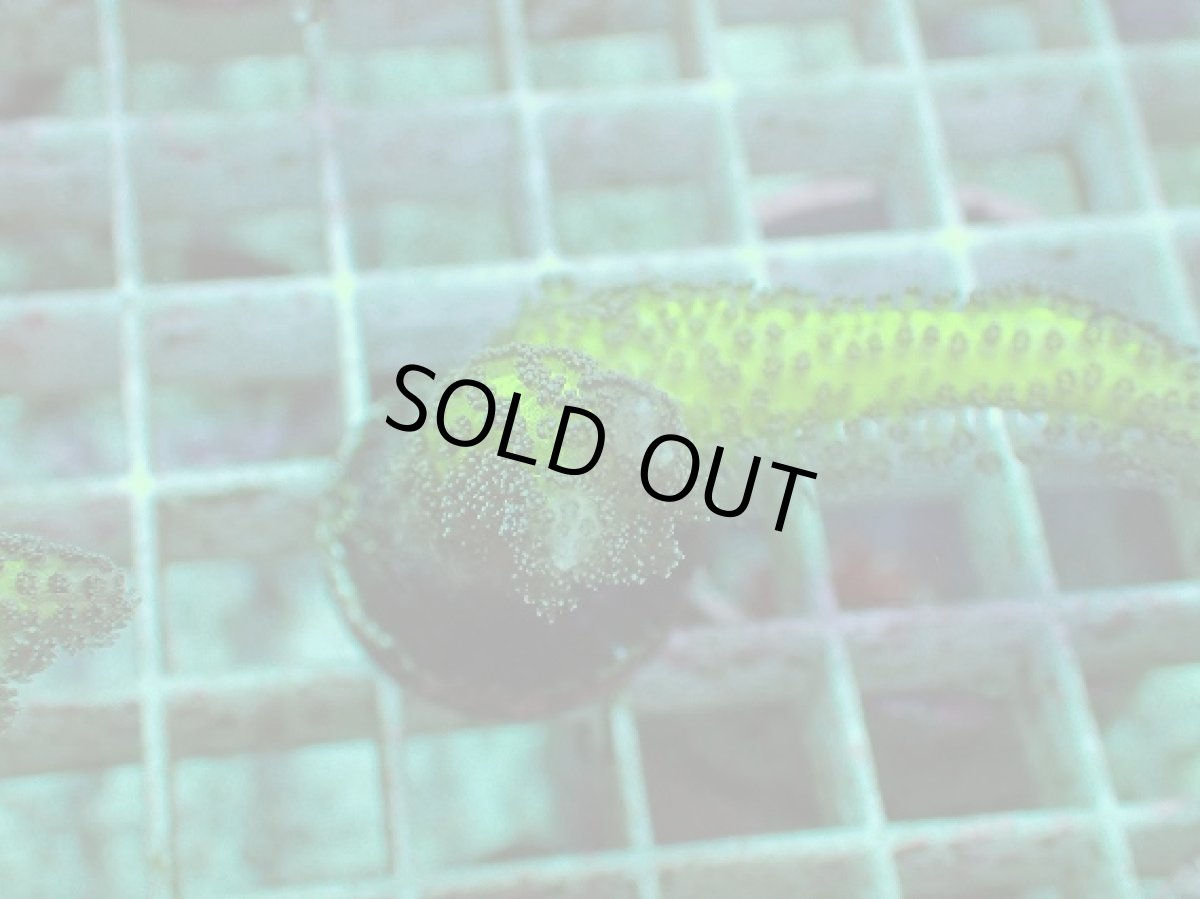 画像2: No.1 トゲサンゴ　グリーン (2)