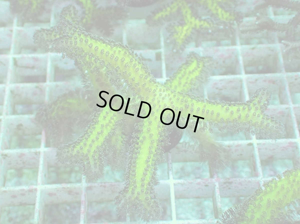 画像1: No.3 トゲサンゴ　グリーン (1)