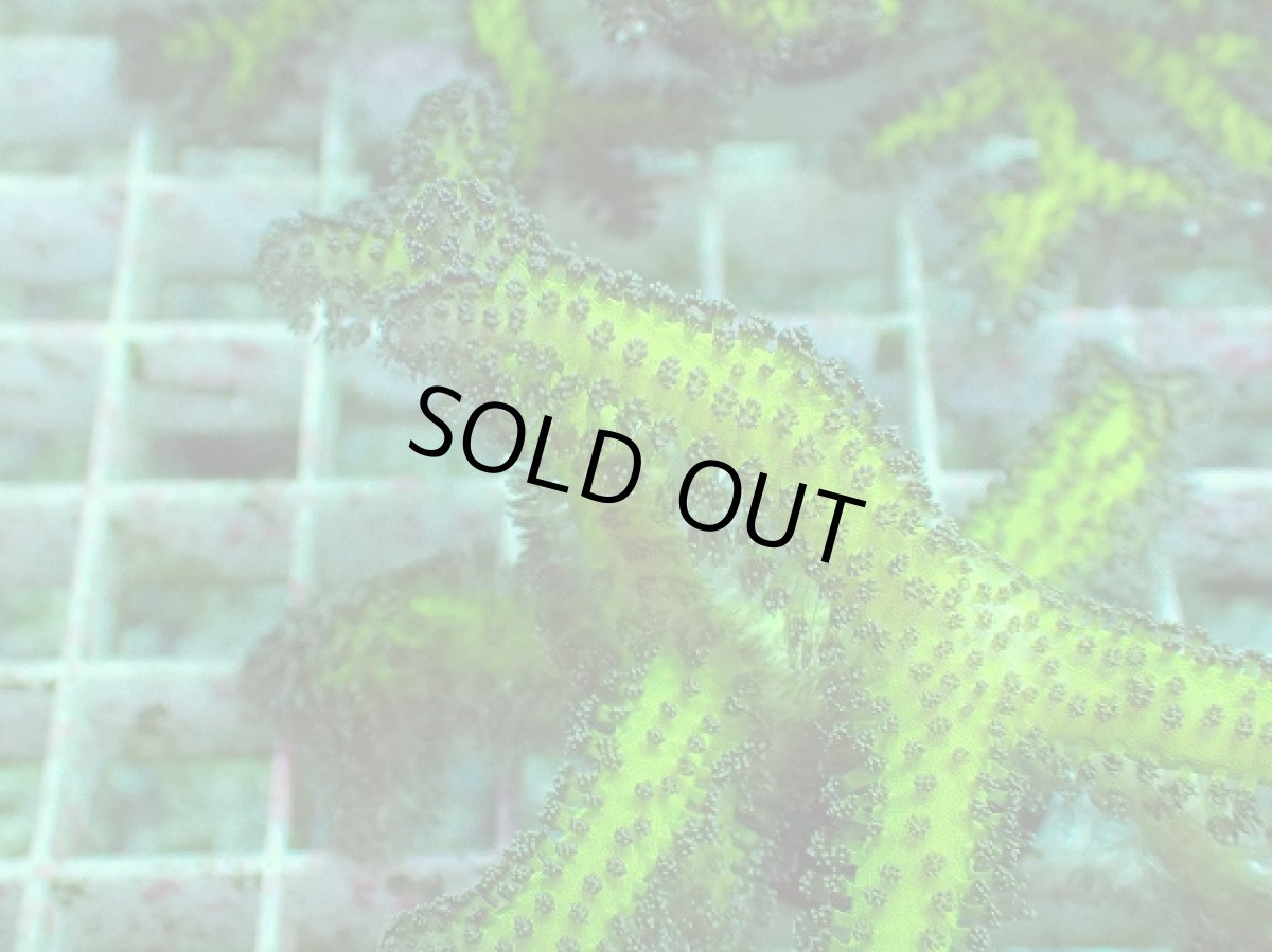 画像2: No.3 トゲサンゴ　グリーン (2)