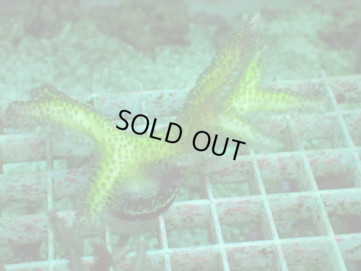 画像1: No.4 トゲサンゴ　グリーン (1)