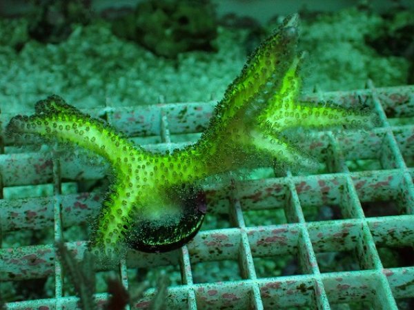 美品　トップサン　カビゴン　裏　緑 143 カビゴン裏緑 トップサン ポケモンカード - メルカリ