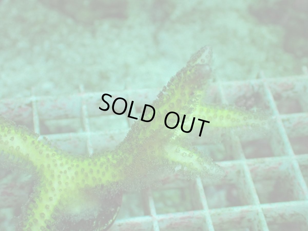 画像2: No.4 トゲサンゴ　グリーン (2)