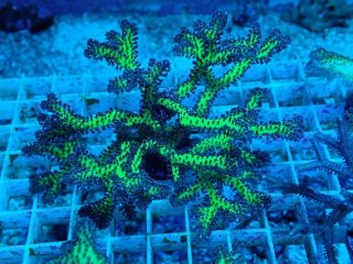 SPS 7種類 サンゴ SPS 7種類 サンゴ オージーSPS｜ウェブ通販｜アクアリウム工房