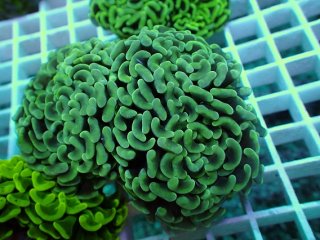 ナガレハナサンゴを買うならアクアスタイルユー｜大阪からサンゴ