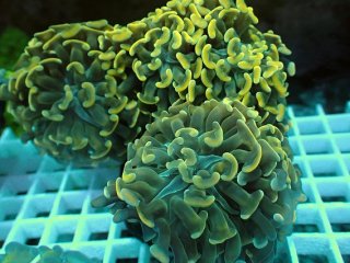 No.1 ナガレハナサンゴ メタリックグリーン茎オレンジを買うなら