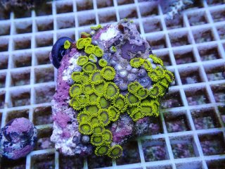 値下げ！オーストラリア産　オオバナサンゴ 値下げ！オーストラリア産 オオバナサンゴ 楽天市場