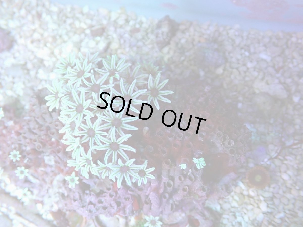 画像1: No.4 フィジー産　クダサンゴ (1)