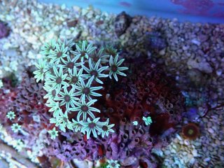 オオバナサンゴ　F-7