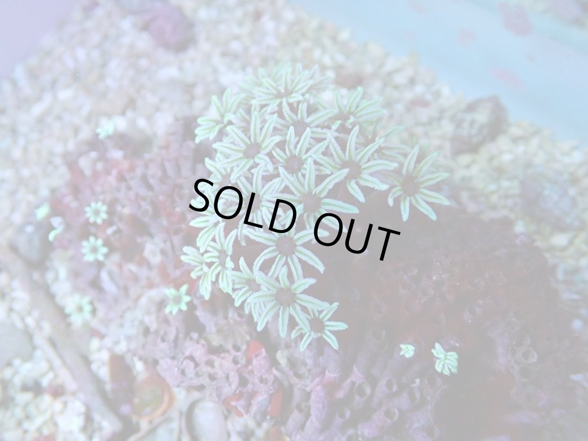 画像2: No.4 フィジー産　クダサンゴ (2)