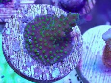 画像3: No.1 CE Frag  Acropora King Picolo (3)