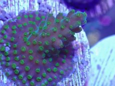 画像4: No.1 CE Frag  Acropora King Picolo (4)