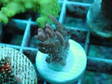 画像1: No.231 オーストラリア産 ストロベリーショートケーキ SSC (1)