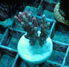 画像1: No.237 オーストラリア産 ストロベリーショートケーキ SSC (1)