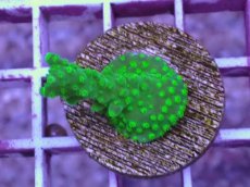 画像1: No.2 CE Acro Green Purple Meanie (1)
