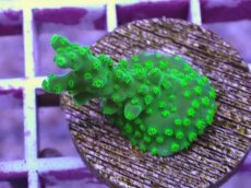画像2: No.2 CE Acro Green Purple Meanie (2)