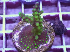 画像1: No.3 CE Acro Latistella Green Purple Tip (1)