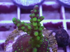 画像2: No.3 CE Acro Latistella Green Purple Tip (2)