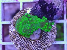 画像1: No.4 CE Acro Green Purple Meanie (1)
