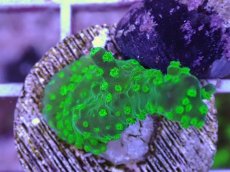 画像2: No.4 CE Acro Green Purple Meanie (2)