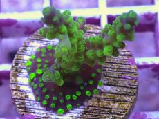 画像1: No.5 CE Acro Latistella Green Purple Tip (1)