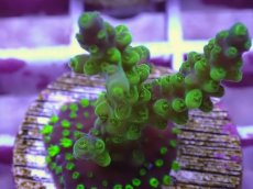 画像2: No.5 CE Acro Latistella Green Purple Tip (2)